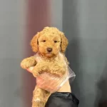 Renkli Gozlu Maltipoo Bebeklerimiz