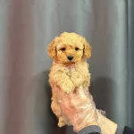 Biblo Yuzlu Maltipoo Yavrular