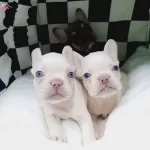 Egzotik Frenc Yavrularımız