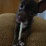 Erkek 4 5 Aylık Chihuahua Sivava