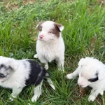 Ureticiden Uygun Border Collie Bebekler