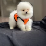 Uygun Pomerian Yavruları