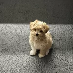 Orjinal Kore Maltipoo