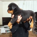 Cok Ust Kalite Dev Erkek Yavru