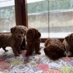 Kusursuz Toy Poodle Yavrularımız Yeni Yuvalarını Arıyorlar