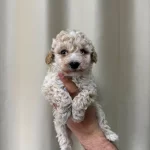 Maltipoo Cinsi Yavrular Ev Uretimi