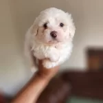 Kar Beyaz Maltese Terrier