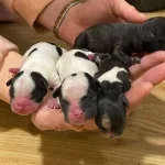 A Kalite Yavrularımız