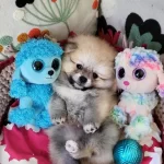 Mukemmel Kalite Secerelitedybear Pomeranian Yavrularımız