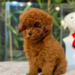 Toy Poodle Sevimli Yavrular