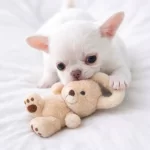 Xxs Mini Kar Beyazliginda Apple Face Yavrumuz Wc Egitimli