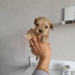 Minyatur Minnaklarım Teslime Hazır