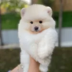 Ukrayna Girisli Pomeranian Boo Yavrularımız