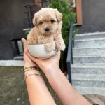 Maltipoo Yavrularımız