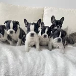 Sıfır Burun Sıfır Kuyruklu Renkli Gozlu Bebeklerim