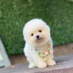Ayıcık Surat Pomeranian Boo Yavrular