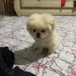 2 Aylik Erkek Pekinez