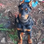 Sampiyon Soydan Doberman Yavrular