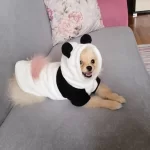 Pomeranıan Yavrumuz 6 Aylık