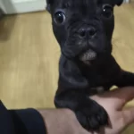 Masum Sevecen Oyuncu French Bulldog