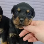 A Plus Kalite Macar Kafa Rotweiller Bebekler