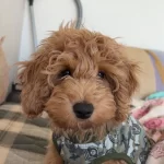 5 Aylık Premium Maltipoo