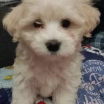 Maltese Terrier Yavrum 3 Aylık