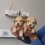 Minyatur Minnaklarım Teslime Hazır