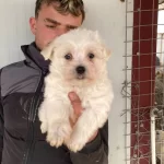 Bembeyaz Maltese Terrier Yavrularımiz