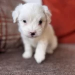 Karma Asılı Tuvalet Egitimli