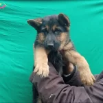 Dusuk Bel Alman Coban Kopegi 76 Gunluk Son Disi Yavrumuz