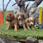 Poddle Ayarında Yavrular