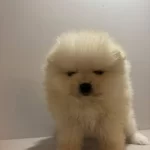 2 Aylık Sevimli Yavrumuz Erkek Yuva Arıyoruz