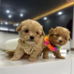 Stil İkonu Mini Boy Maltipoo