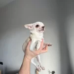 Ukrayna Kan Micro Teacup Disiler Mukemmel Anatomi