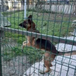 Guclu Formda Disi K9