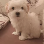 Ev Icin Mukemmel Tuy Dokmeyen Sevgi Pıtırcıgı Maltese