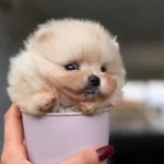 Teacup Irk Garantili Ayı Surat Bebek
