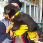 Antalya Da Safkan Disi Rottweiler Yavrusu