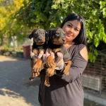 Maskeli King Doberman Yavrularım