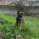 Working Blue And Teen Almankurdu Erkek