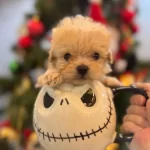 Fincan Maltipoo Bebekler