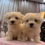 Sut Beyaz Maltese Terrier
