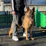 11 Aylık Erkek Alman Kurdu