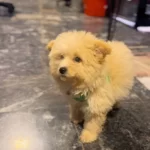 Yumos Maltipoo Bebegimiz
