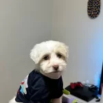 Saglıklı Sevgi Dolusu Maltese