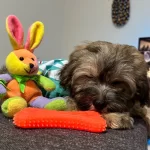 Ayı Yavrusu Maltipoo Kardesler