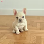 Ev Ortamindan Exotic French Bulldog