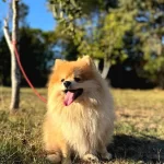 Pomeranian Tilki Surat 18 Aylık Egitimli Uygun