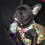 Maskeli Ve Sosyal 7 Aylık French Bulldog